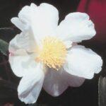 camellia-sasanqua-creek