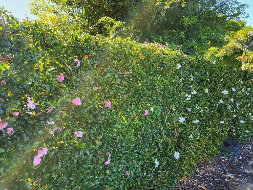 Camellia-Hedge