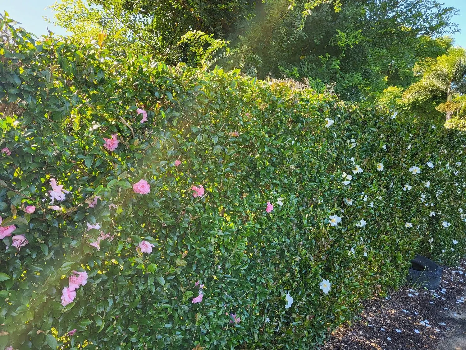 Camellia-Hedge