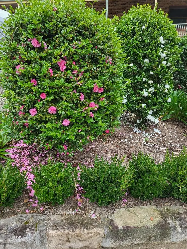Camellias Feature Plant