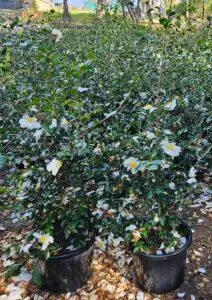 Camellia-Sasanqua-Creek-400mm
