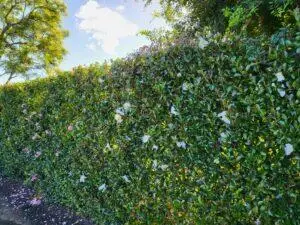 benefits-planting-hedge