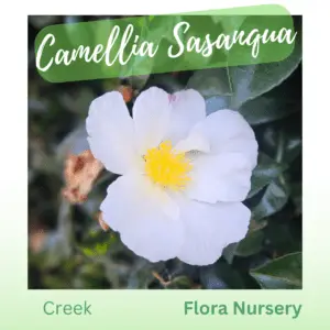 Camellia Creek