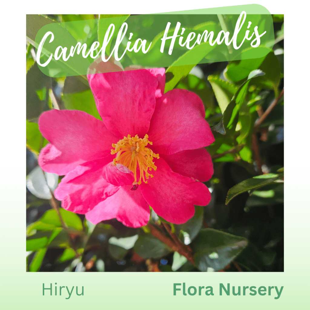 Five most popular Camellia’s for hedges Flora Nursery
