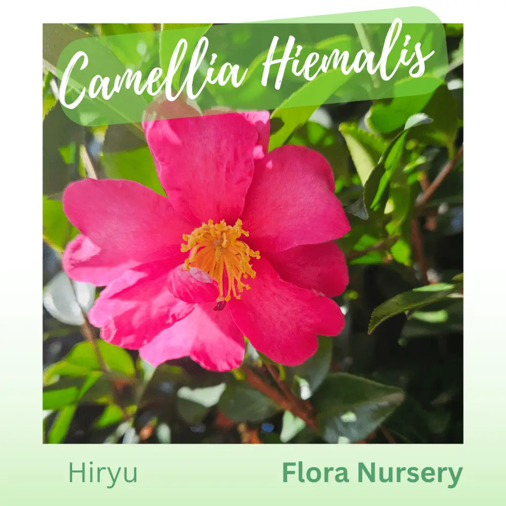 Camellia Hiryu