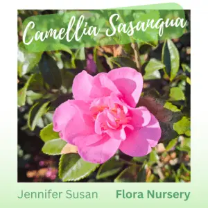 Camellia Sasanqua Jennifer Susan