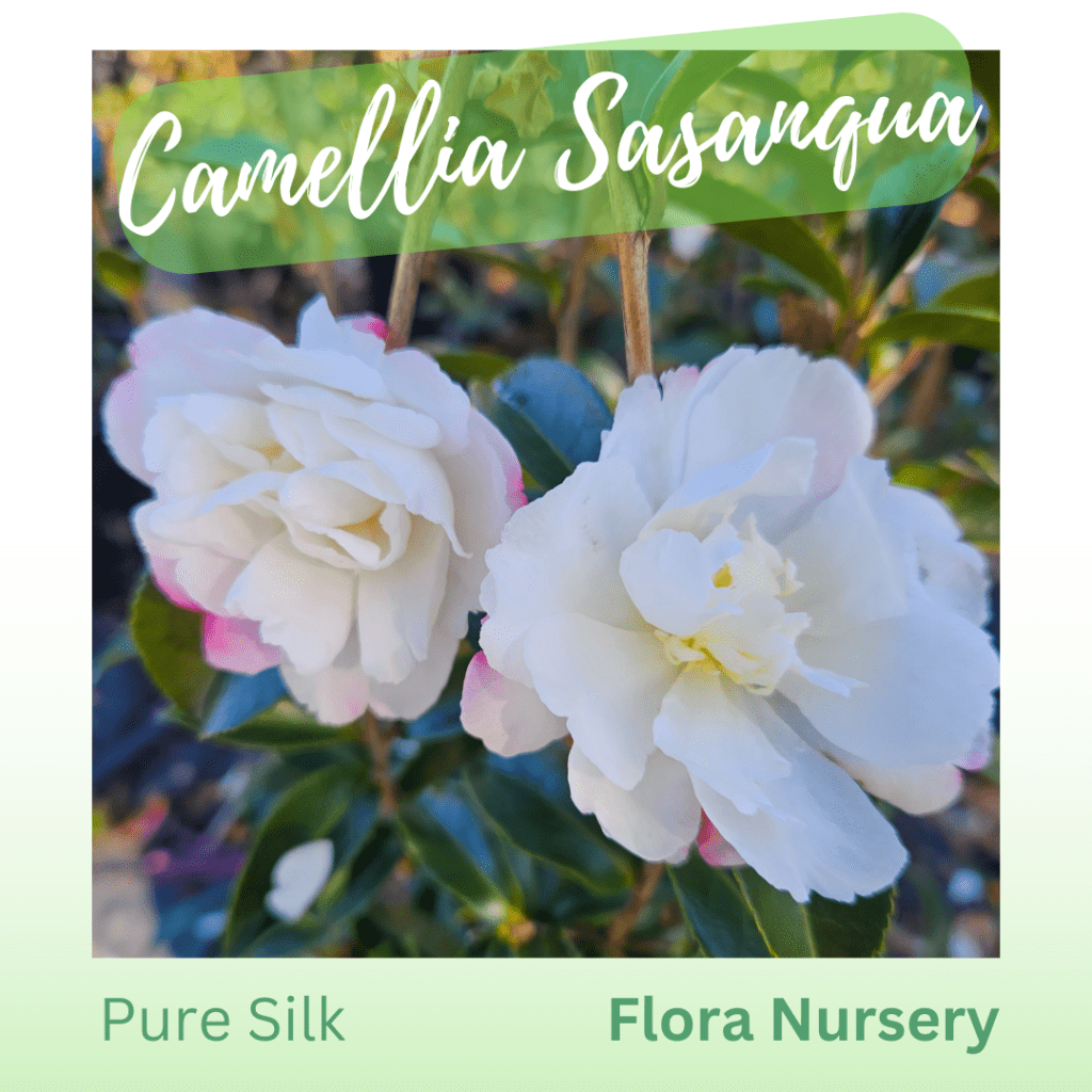 Five most popular Camellia’s for hedges Flora Nursery