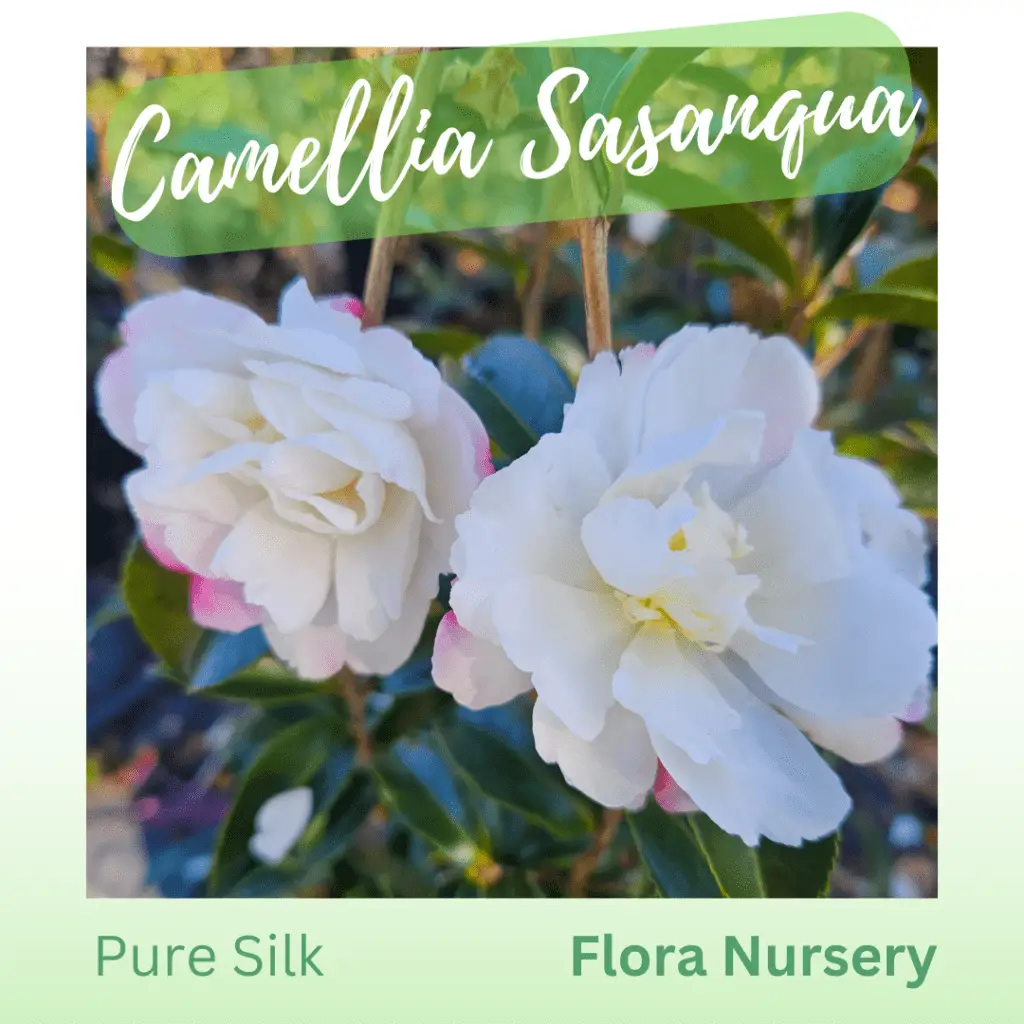 Pure Silk Camellia