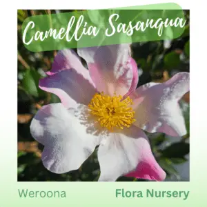Camellia Sasanqua Weroona
