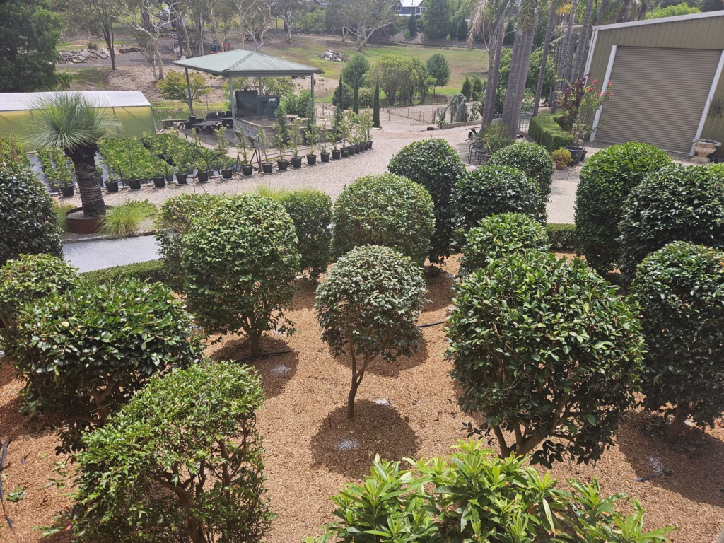 popular-garden-landscaping-plants