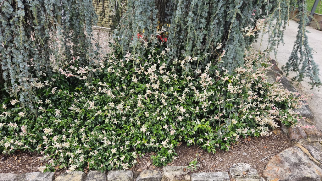 popular-ground-cover-plants