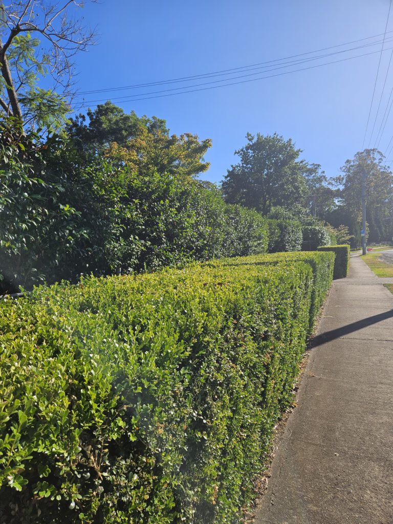 buxus-hedge