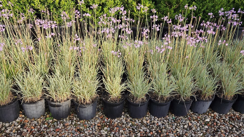 tulbaghia-border-plant-landscaping