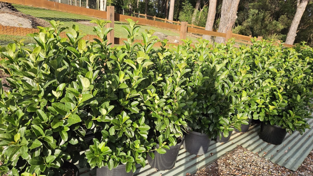 viburnum-hedging-plant